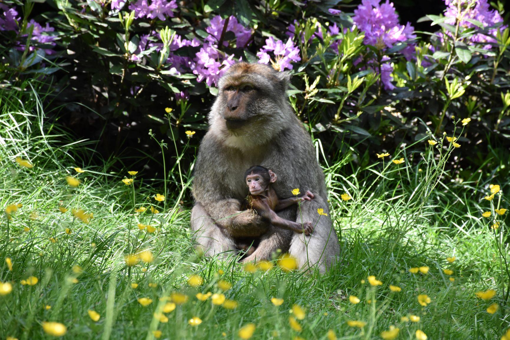 Featured image for “Trentham Monkey Forest”